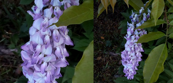 [Two images spliced together. The blossoms on this plant are a waterfall of white-purple with no leaves amid the blooms. On the left is a close view of the individual blooms which overlap each other as they hang. There appears to be one large petal on one side and two thinner ones on the other side with a purple-tipped white stamen in between. The image on the right is the entire blossom clump which is longer than several leaves of the plant. Guessing the blossom grouping to be 6 to 8 inches long.]